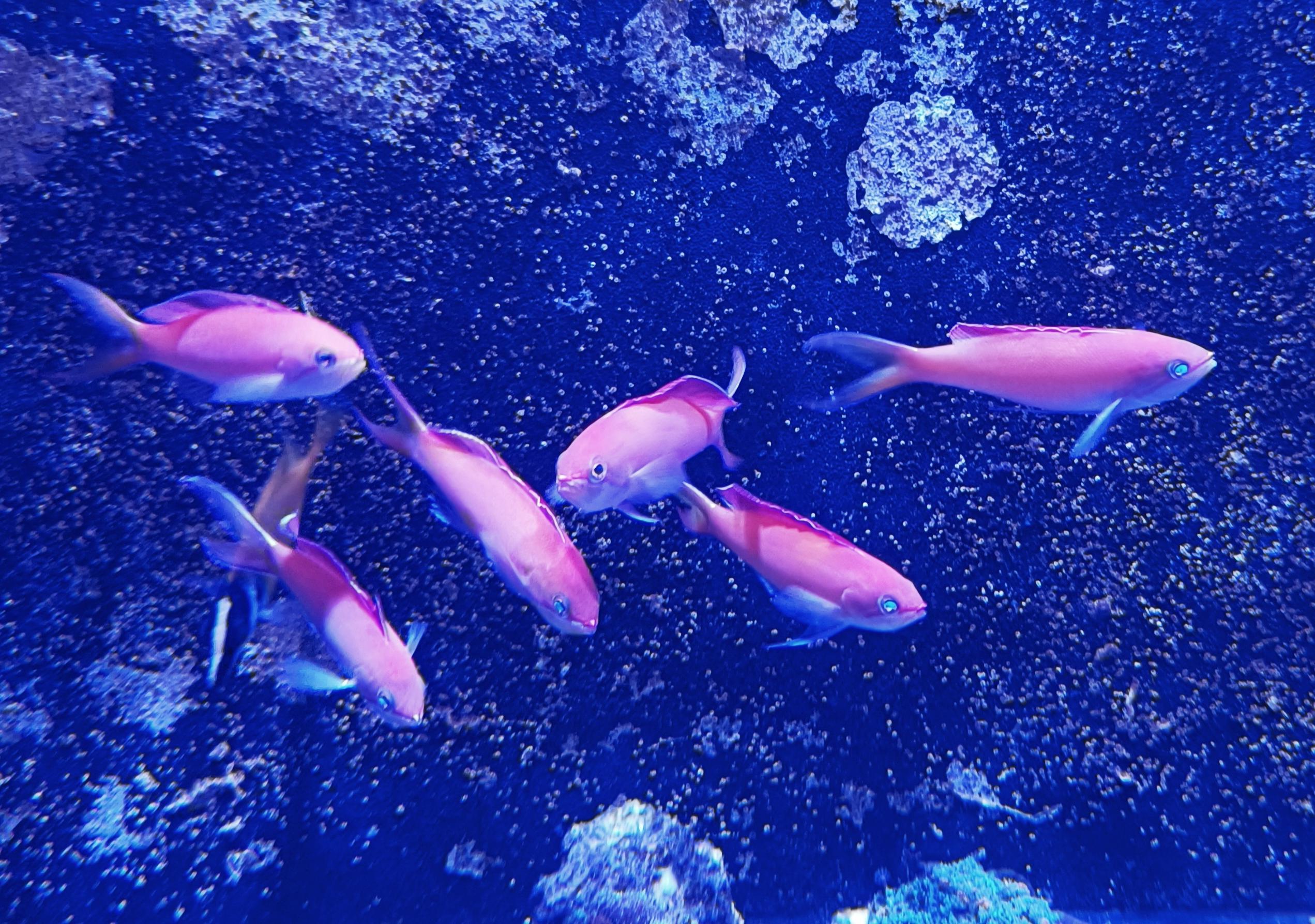 紫罗兰海金鱼