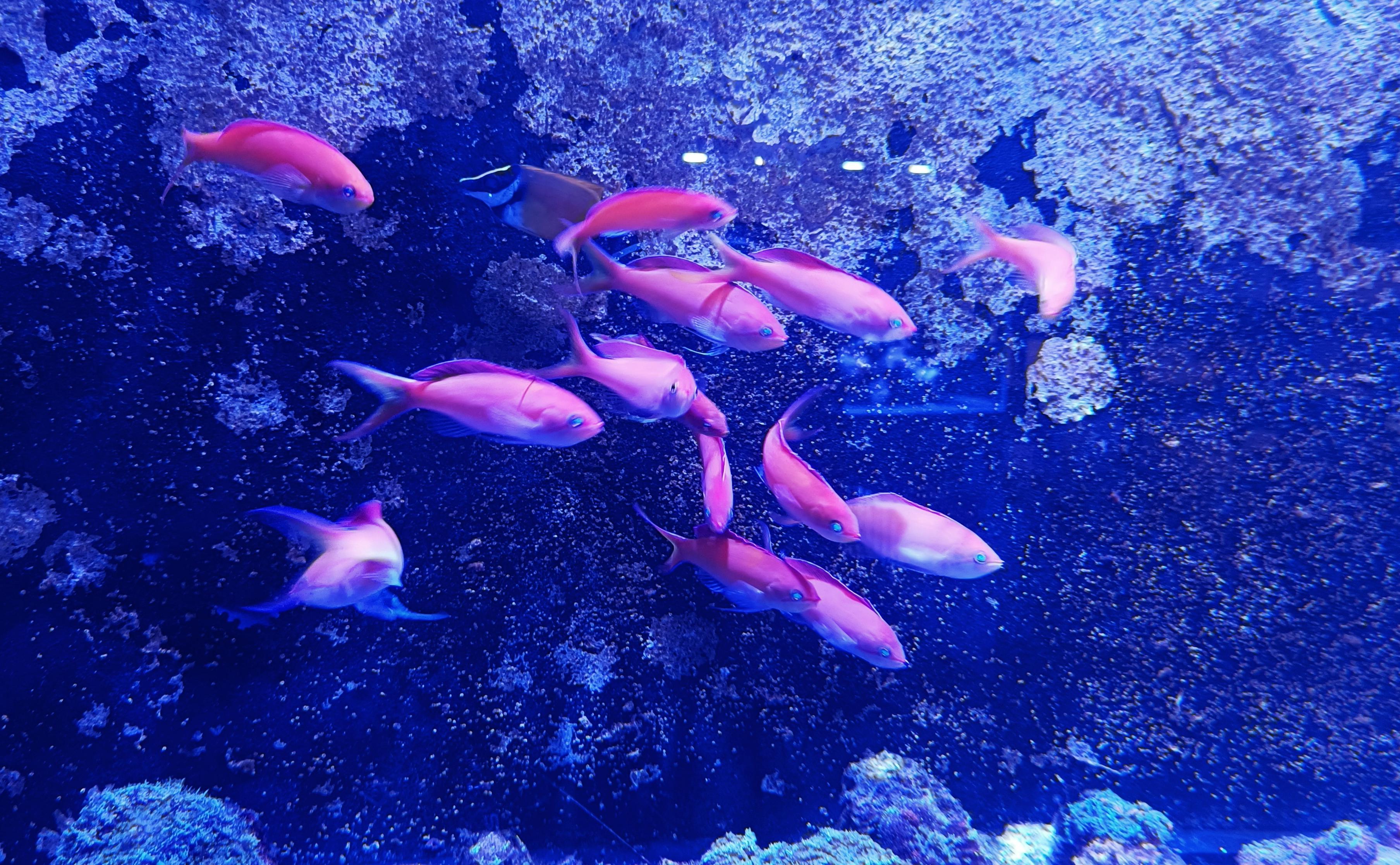 紫罗兰海金鱼